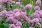 Norway, Svalbard. Red clover in bloom. Art Print
